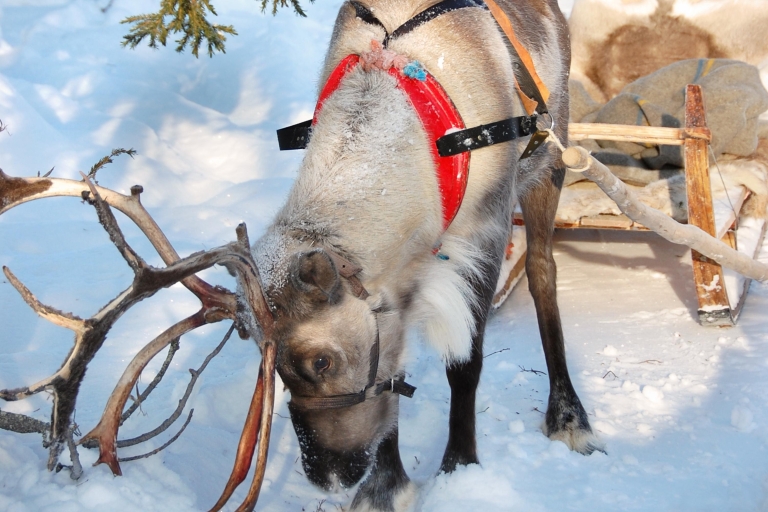 Levi: 1.5km Reindeer Sleigh Ride in Snowy Forest Kermikkä Kermikkä – about 1,5 km reindeer sleigh ride in snowy forest