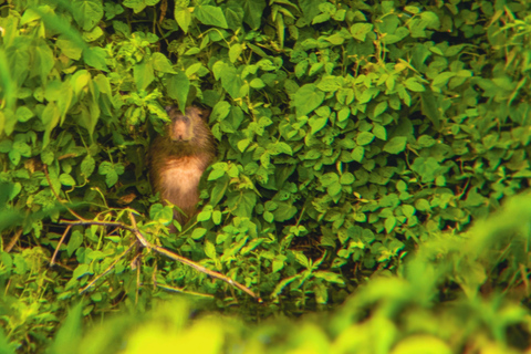From Cusco: 3-Day Manu National Park Expedition