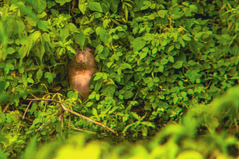 From Cusco: 3-Day Manu National Park Expedition