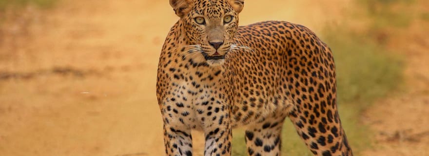 Safari en jeep d'une demi-journée dans le parc national de Kumana Matin/après-midi