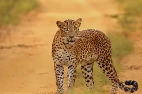 Kumana National Park Half day Jeep safari