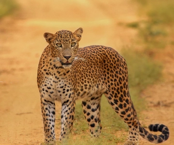 Parco Nazionale di Kumana Safari in jeep di mezza giornata