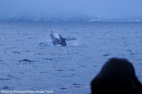 Tromsø: Responsible Whale Watching Cruise Aboard MS Alba