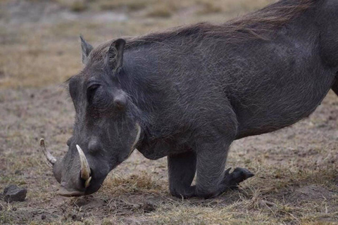 Depuis Nairobi : Excursion d&#039;une journée dans la réserve naturelle d&#039;Ol Pejeta