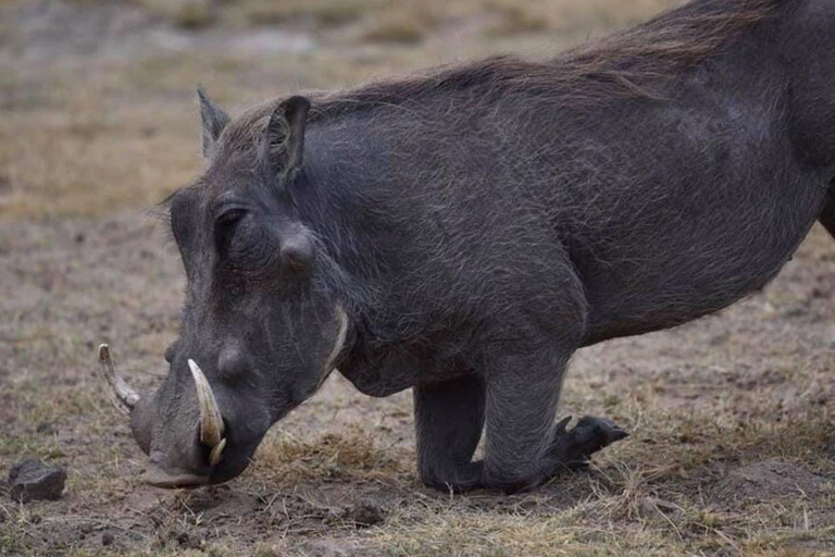 Depuis Nairobi : Excursion d&#039;une journée dans la réserve naturelle d&#039;Ol Pejeta