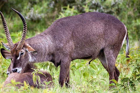 رحلة سفاري لمدة يومين لمشاهدة عجائب الطبيعة الأفريقية