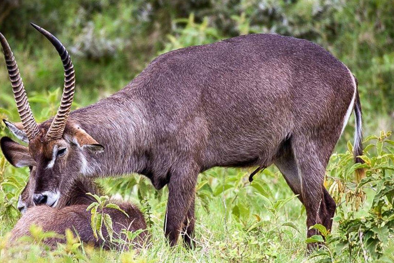 رحلة سفاري لمدة يومين لمشاهدة عجائب الطبيعة الأفريقية