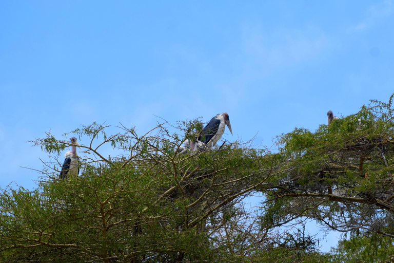 Viaggio di due giorni al Lago Manyara con canoa e passerella tra le cime degli alberiCampeggio a Karatu