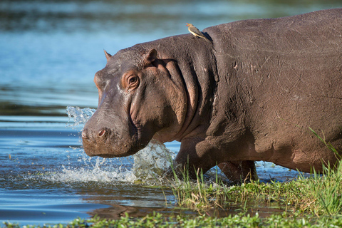 Från Durban: Isimangaliso halvdags flodhäst- och krokodilbåtkryssning