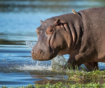 1/2 Day iSimangaliso Boat Safari Tour From Richards Bay