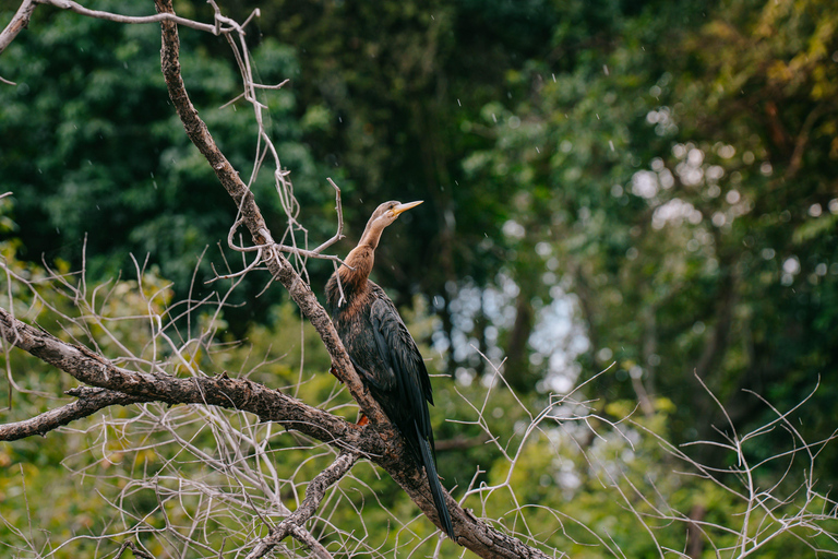 Livingstone: Mosi-oa-Tunya National Park Birdwatching Tour