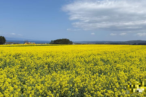 Aomori: Private Day Trip from airport/hotel/port (8h)