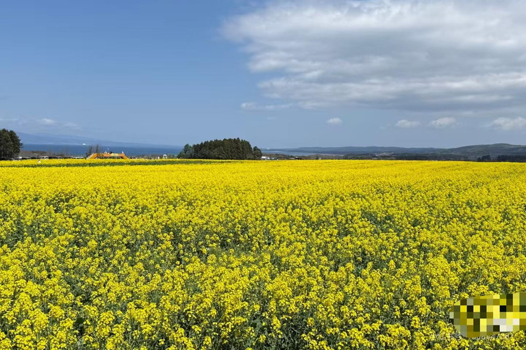 Aomori: Private Day Trip from airport/hotel/port (8h)