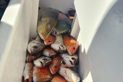 Sunshine Coast: Fishing Charters - Image 2