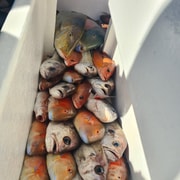 Sunshine Coast: Fishing Charters Sunshine Coast: Fishing Charters