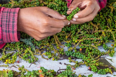 Kampot: Pepper Plantation Tour with Sunset Experience