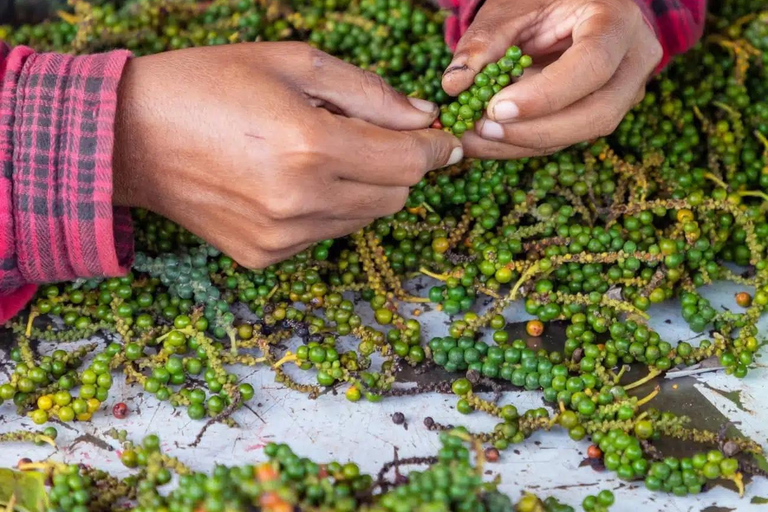 Kampot: Pepper Plantation Tour with Sunset Experience