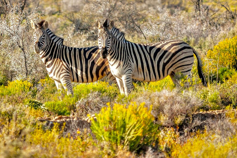 Cape Town: One-Day Safari with Game Drive & Lunch