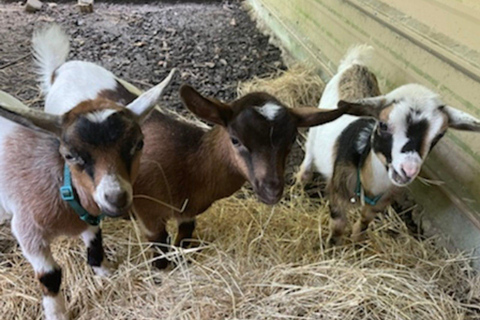 Houston: Adorable mini goats experience e Crosby: Adorable mini goats experience e