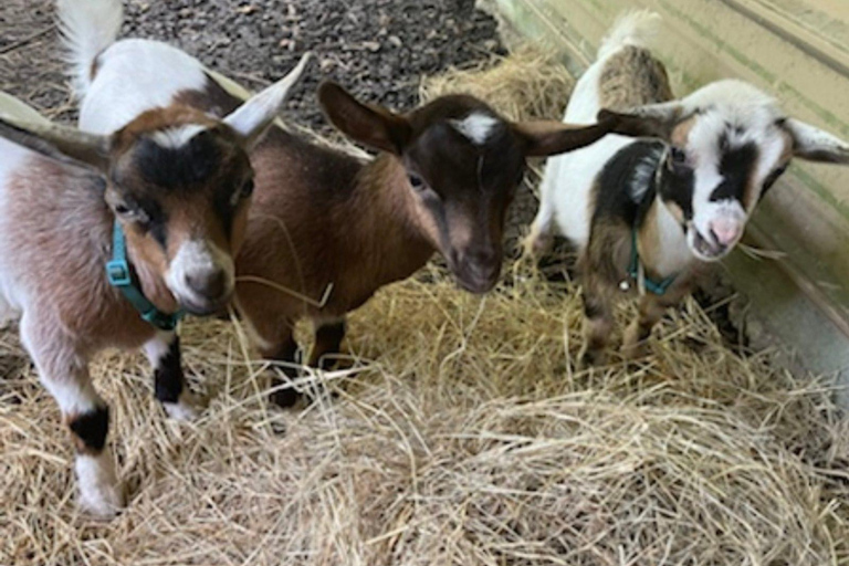 Houston: Adorable mini goats experience eCrosby: Adorable mini goats experience e