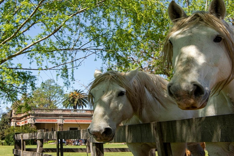 从布宜诺斯艾利斯出发：埃尔翁布德阿雷科（含接送服务）从布宜诺斯艾利斯出发：阿雷科的奥姆布树，含接送服务