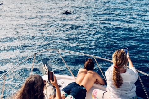 Malaga : Excursion en bateau pour observer les dauphins sur la côte de Benalmádena