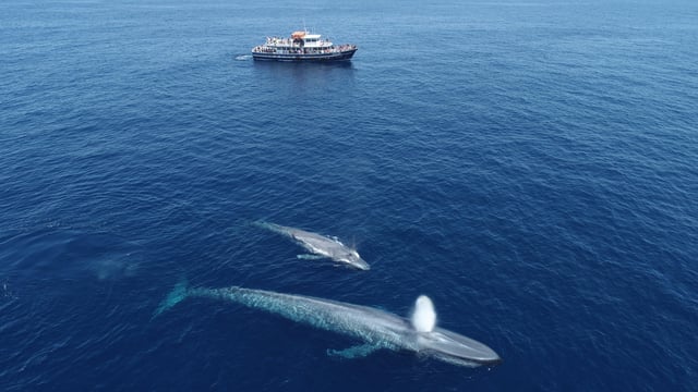 San Diego: Delphin- und Whale-Watching-Bootsfahrt bei Sonnenuntergang