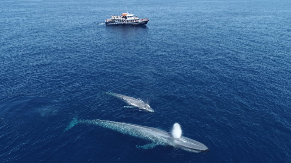 San Diego : Croisière d&#039;observation des baleines et des dauphins au coucher du soleil