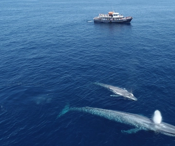 San Diego: Dolphin and Whale-Watching Sunset Cruise