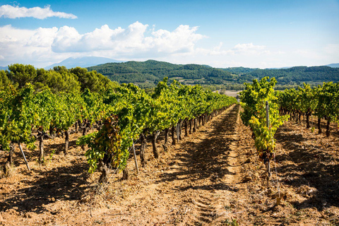 Visite d&#039;une demi-journée de la vallée du Rhône septentrionale au départ de Lyon