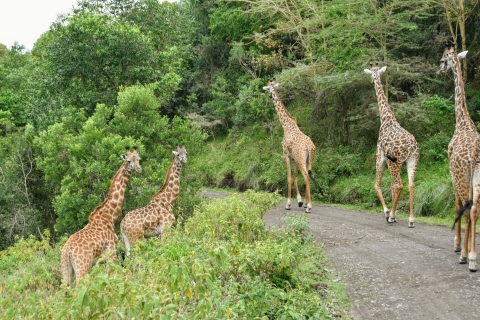 Serengeti: Safari de 4 días