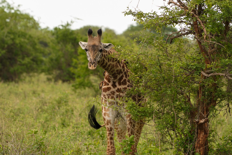 1 Tagestour Lake Manyara National Park