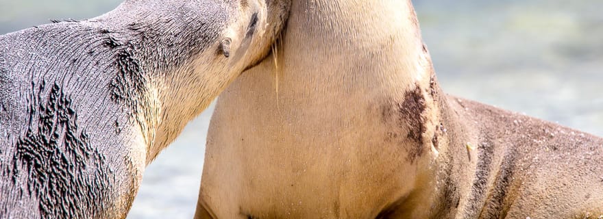 Croisière de 5 jours dans les îles Abrolhos au départ de Geraldton