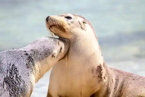 Islas Abrolhos: Crucero de 5 días