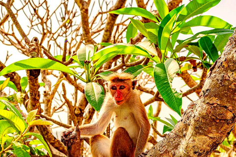 From Kandy: Sigiriya, Dambulla & Pidurangala Day Trip By Car Kandy to Sigiriya, Dambulla & Pidurangala Day Trip By Tuk 02