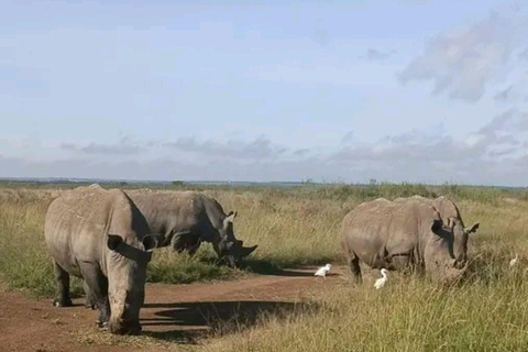 Nairobi National Park: Early Morning or afternoon adventure Early morning game drive in a Landcruiser JEEP