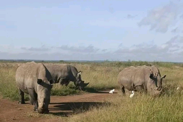 Nairobi National Park: Early Morning or afternoon adventure Early morning game drive in a Landcruiser JEEP