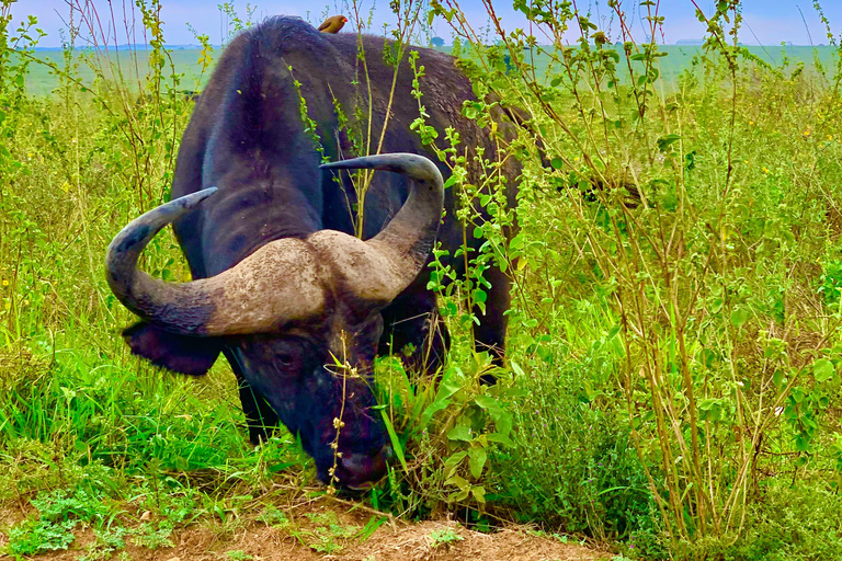 Maasai Mara Day Game Trip in Open Sided 4x4 Safari Jeep