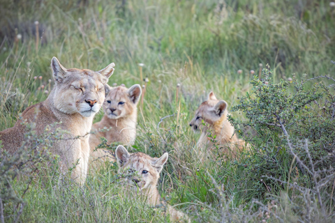 Puma Tracking (Puma-Sichtung) - Torres del Paine