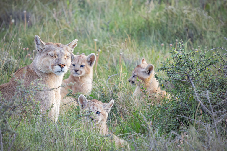 Puma Tracking (Puma spotting) - Torres del Paine Puma Tracking (Puma Sighting) - Torres del Paine