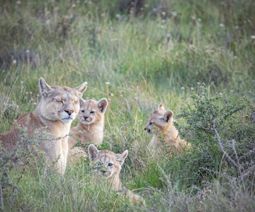 Tracciamento del Puma (Avvistamento del Puma) - Torres del Paine