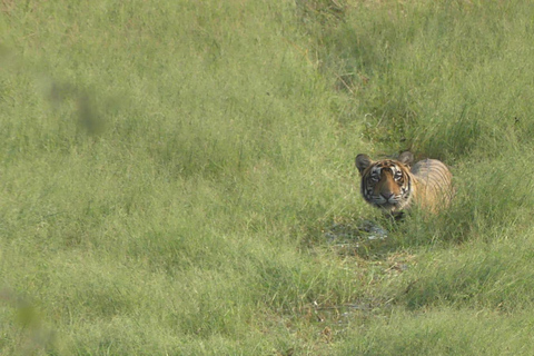 Z Jaipuru: 1-dniowa wycieczka do Parku Narodowego Sariska z safariSafari wczesnym rankiem