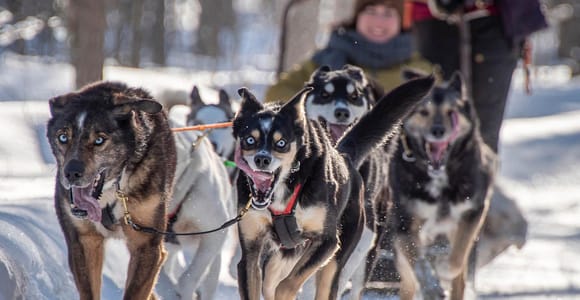 Levi: Arctic Combo – Husky & Reindeer Ride