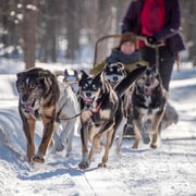 Levi: Arktische Kombination – Husky- und Rentierfahrt
