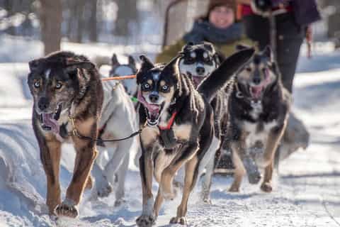 2026年レヴィ、シルカ人気の犬ぞり＆ハスキー ツアー体験 | ゲットユア