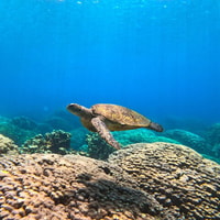 Dimaniyat Island Tour with Snorkeling - Housity