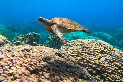 Excursão à ilha Dimaniyat com mergulho com snorkel