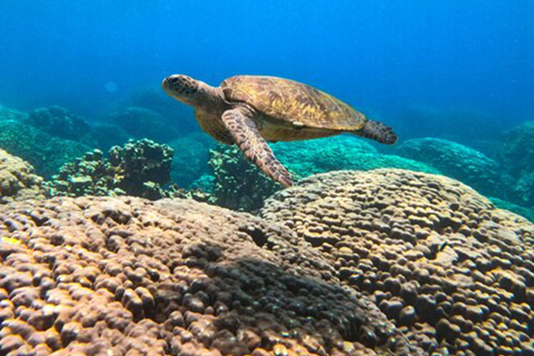 Rundtur på ön Dimaniyat med snorkling