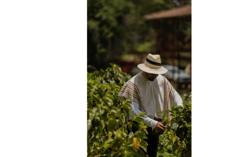 Medellín: Santa Elena Coffee Farm Tour w/Lunch & Transfer