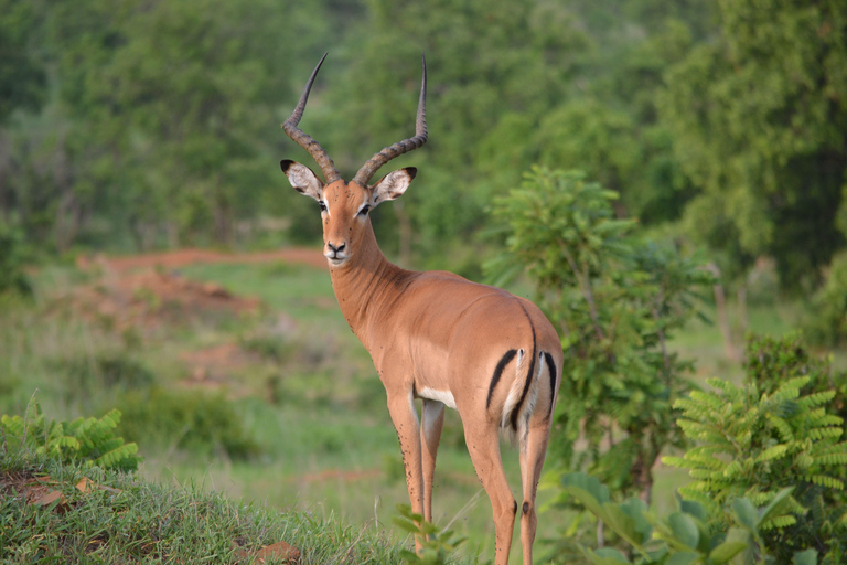 Durban: Phezulu Safari Park, Howick Falls & Mandela Capture